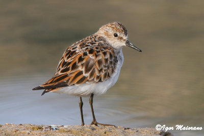 Gambecchio (Calidris minuta - Little Stint)