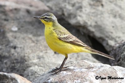 Cutrettola (Motacilla flava - Yellow wagtail)