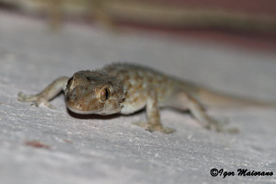 Tarantola muraiola (Tarentola mauritanica - Moorish Gecko)