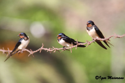 Rondini (Hirundo rustica - Barn Swallow)