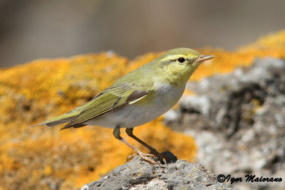 Luì verde (Phylloscopus sibilatrix - Wood Warbler)