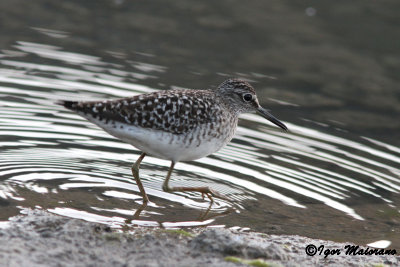 Piro piro boschereccio (Tringa glareola - Wood Sandpiper)