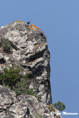 Passero solitario (Monticola solitarius - Blue Rock Thrush)