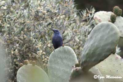 Passero solitario (Monticola solitarius - Blue Rock Thrush