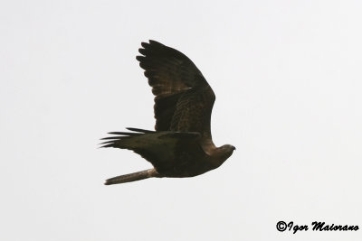 Falco pecchiaiolo (Pernis apivorus - Honey Buzzard)