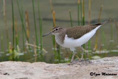 Piro piro piccolo (Actitis hypoleucos - Common Sandpiper)