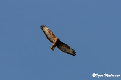 Poiana delle steppe (Buteo buteo vulpinus - Steppe Buzzard)
