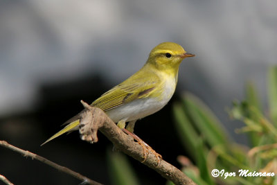 Luì verde (Phylloscopus sibilatrix - Wood Warbler)