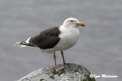 Mugnaiaccio (Larus marinus - Great Black-backed Gull)
