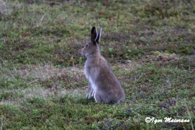 Lepre variabile (Lepus timidus - Variable Hare)