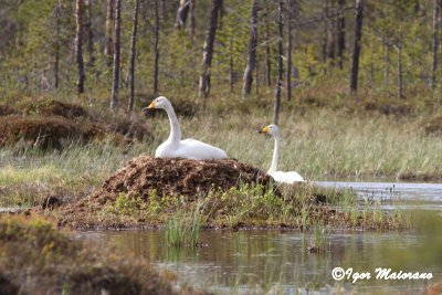 Cigni selvatici (Cygnus cygnus - Whooper Swan)