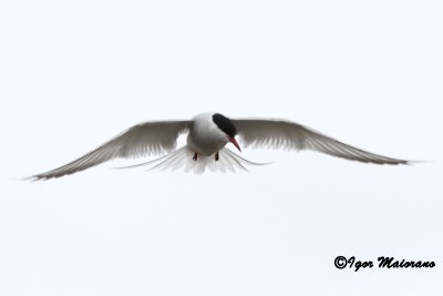 Sterna codalunga (Sterna paradisaea - Arctic Tern)