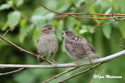 Passero domestico (Passer domesticus - House Sparrow)