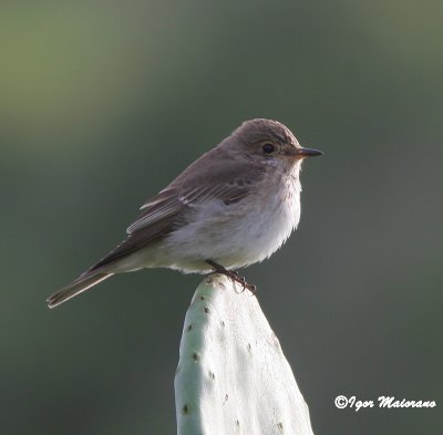 Pigliamosche (Muscicapa striata - Spotted Flycatcher)