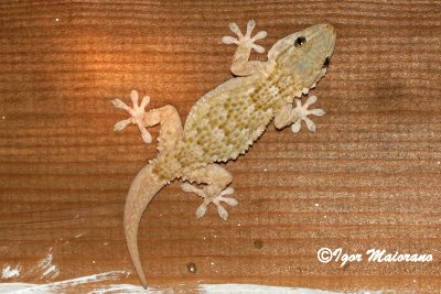 Tarantola muraiola (Tarentola mauritanica - Moorish Gecko)