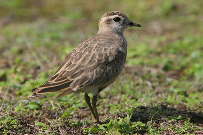 Piviere tortolino (Charadrius morinellus - Dotterel)