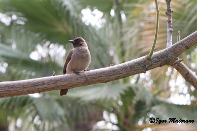 Bulbul golanera (Pycnonotus barbatus - Commun Bulbul)