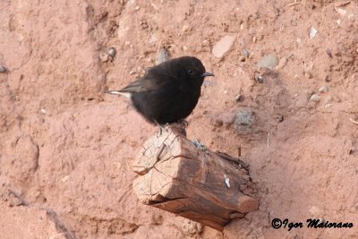 Monachella nera (Oenanthe leucura - Black Wheatear)