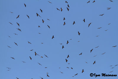 Nibbi bruni (Milvus migrans - Black Kite)
