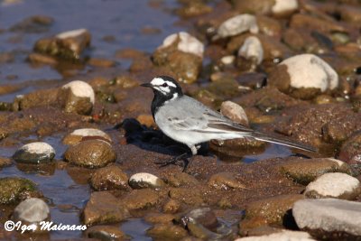 Ballerina bianca marocchina (Motacilla flava subpersonnata - Moroccan Wagtail)