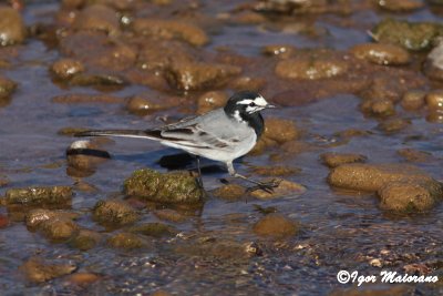 Ballerina bianca marocchina (Motacilla flava subpersonnata - Moroccan Wagtail)