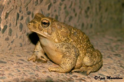 Sclerophrys mauritanica - Berber Toad