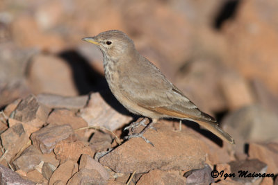 Allodola del deserto (Ammomanes deserti - Desert Lark)