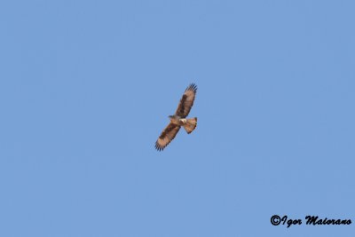 Aquila di Bonelli (Aquila fasciata - Bonelli's Eagle)