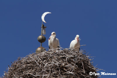 Cicogne (Ciconia ciconia - White Stork)