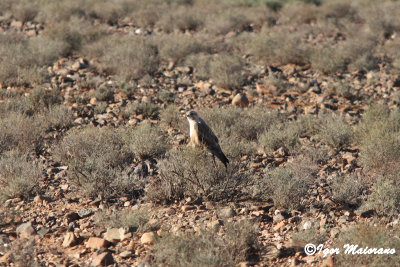 Poiana codabianca ssp.cirtensis (Buteo rufinus cirtensis - Atlas Long-legged Buzzard)