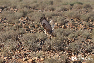 Poiana codabianca ssp.cirtensis (Buteo rufinus cirtensis - Atlas Long-legged Buzzard)