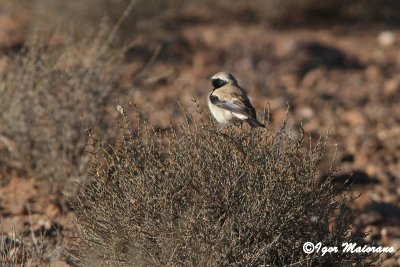 Monachella del deserto (Oenanthe deserti - Desert Wheatear)