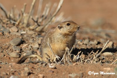 Fat sand rat - Psammomys obesus