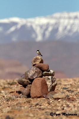 Monachella testagrigia (Oenanthe moesta - Red-rumped Wheatear