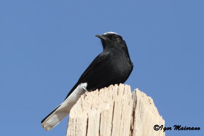 Monachella testabianca (Oenanthe leucopyga - White-crowned Wheatear)