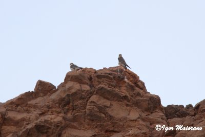 Lanario ssp. erlangeri (Falco biarmicus erlangeri - Lanner Falcon)