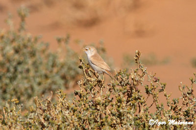 Sterpazzola del deserto (Sylvia deserti - African Desert Warbler)