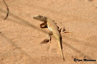 Acanthodactylus sp. (longipes o dumerili)