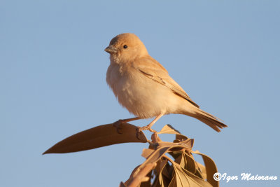 Passero del deserto (Passer simplex - Desert Sparrow)