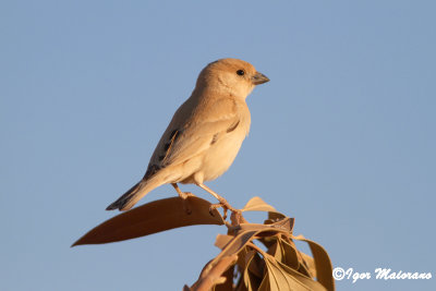 Passero del deserto (Passer simplex - Desert Sparrow)