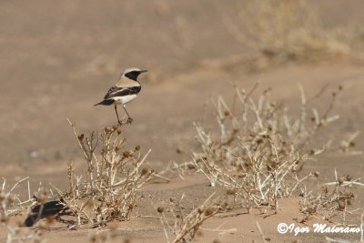 Monachella del deserto (Oenanthe deserti - Desert Wheatear)