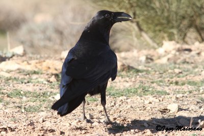 Corvo imperiale africano (African Northern Raven)