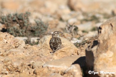 Passera lagia (Petronia petronia - Rock Sparrow