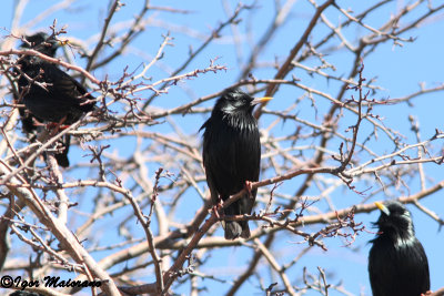 Storno nero (Sturnus unicolor - Spotless Starling)