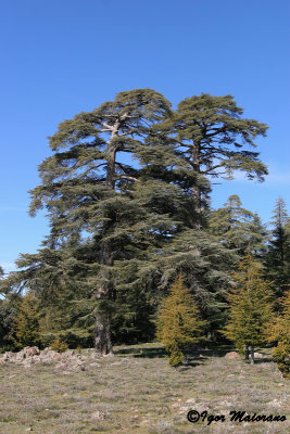 Foresta di cedri