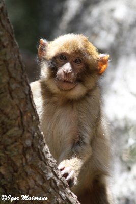 Bertuccia (Macaca sylvanus - Barbary Macaques)
