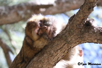 Bertuccia (Macaca sylvanus - Barbary Macaques)