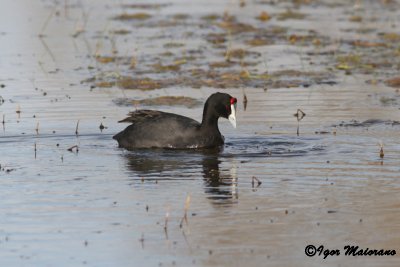 Folaga crestata (Fulica cristata - Red-knobbed Coot)