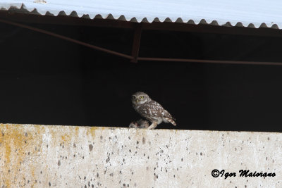 Civetta (Athene noctua - Little Owl)
