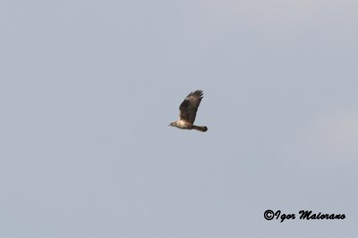 Aquila del Bonelli (Aquila fasciata - Bonelli's Eagle)